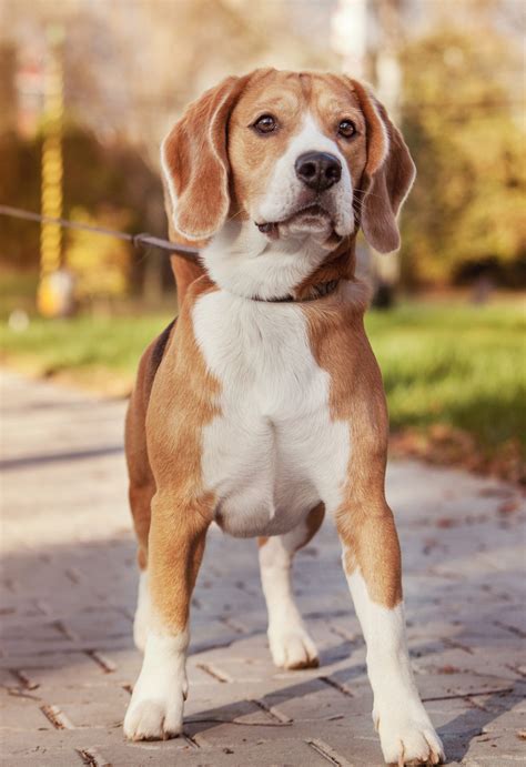 Lemon Beagle Adult Piper, A Lemon & White Female Beagle Puppy 785511