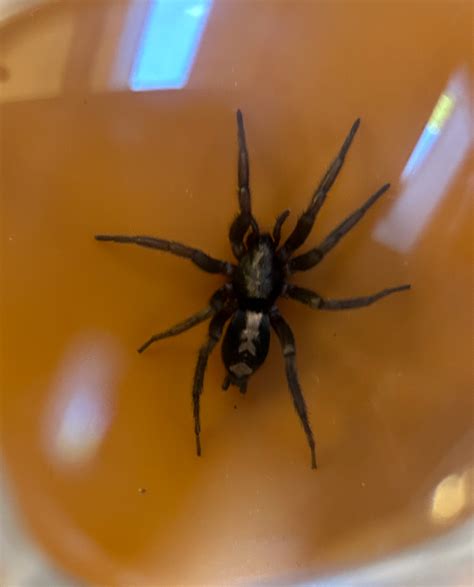 Herpyllus ecclesiasticus (Eastern Parson Spider) in Sheffield ...