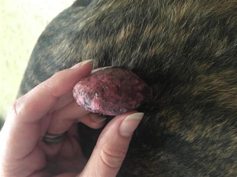 My Dog Has a Swollen, Red Skin Tag: When Should I See a Vet? | Petco