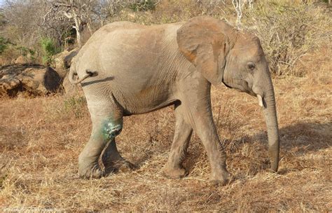 Lion Eating Elephant