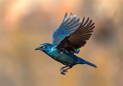 What Are Flying Animals Called at Chloe Bergman blog