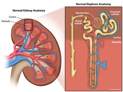 Internal Anatomy Of Kidneys | Kidney and Nephron Anatomy Structure ...