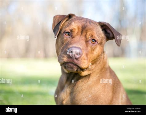 A red Labrador Retriever / Terrier mixed breed dog listening with a ...