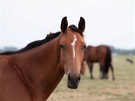 Horses with Stripe Face Markings - The Equinest