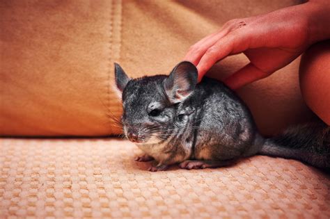 Charming Names for Chinchillas: Unique & Cute Ideas Inside
