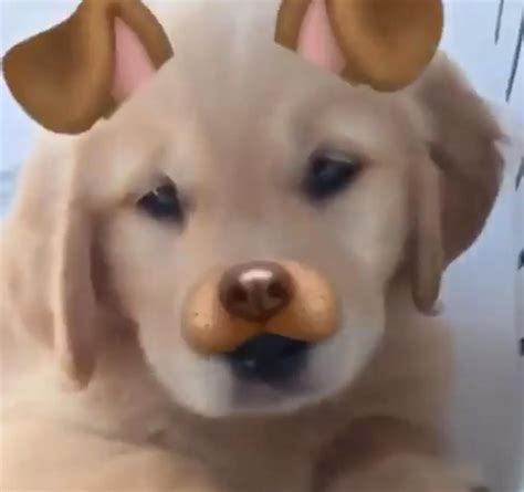 Where Is The Puppy Filter On Snapchat