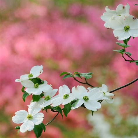 11 Types of Dogwood Trees and How to Care for Them