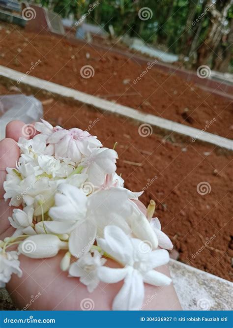 Beautiful and Smells of Jasmine on this Hand Stock Image - Image of jasmine, fragrance: 304336927 - what is the smell of jasmine