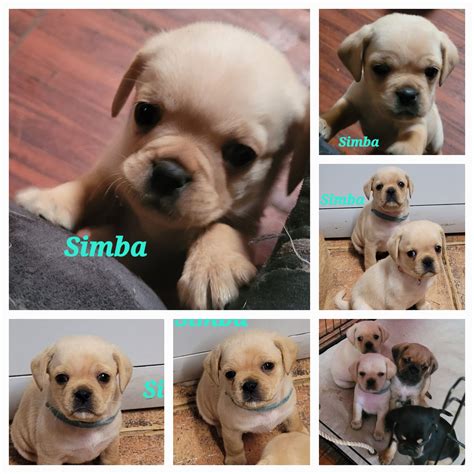 Pugalier - Salisbury East - PetsForHomes