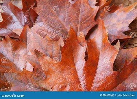 Acer is a Genus of Trees and Shrubs Commonly Known As Maples. the Genus ...