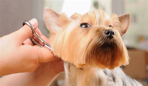 Average Dog Grooming Prices