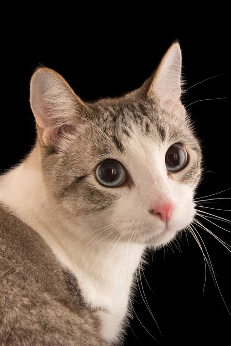 Are Cats Reflexes Faster Than Snakes? | Quick Comparisons