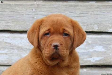 Natalia - Fox Red Labrador Retriever Puppy For Sale in Pennsylvania