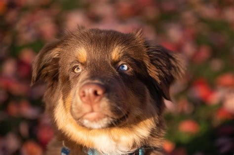 Are Australian Shepherds Brown