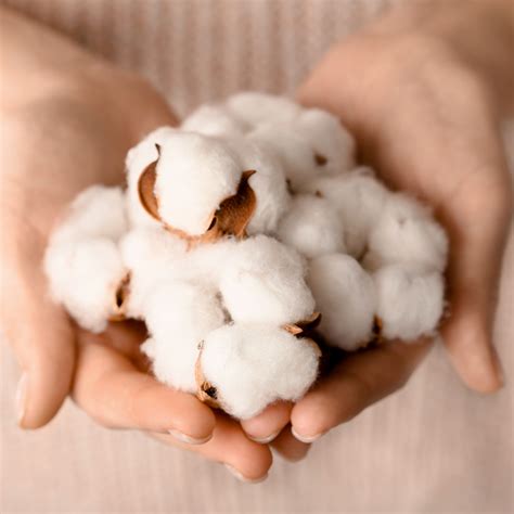 What is Musk Scent? A nosedive on this mysterious compound