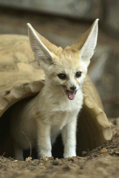 Fennec Fox Domesticated