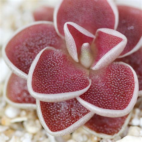 Pinguicula ehlersiae - Mexican Butterwort | Curious Plant