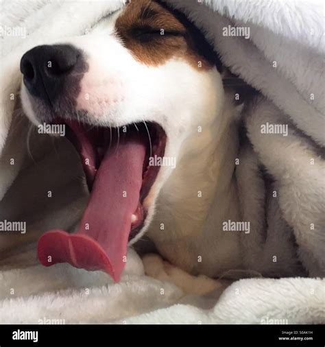 Yawning jack russell terrier puppy High Resolution Stock Photography ...