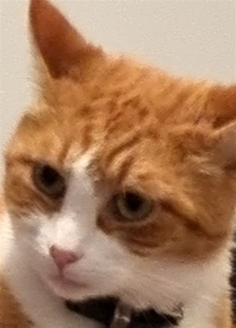 Upset cat Blank Template - Imgflip