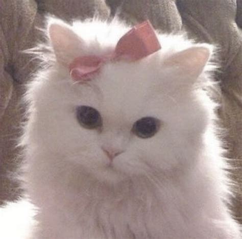 Adorable White Cat with Red Bow
