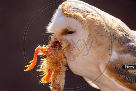Barn Owl Eating
