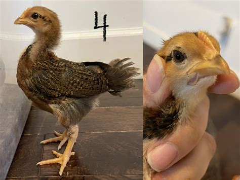 Sexing 3 week old chicks? : r/BackYardChickens