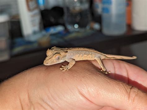Crested gecko morph : r/CrestedGecko