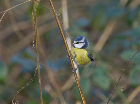 Japanese Small Tit Photos, Download The BEST Free Japanese Small Tit ...