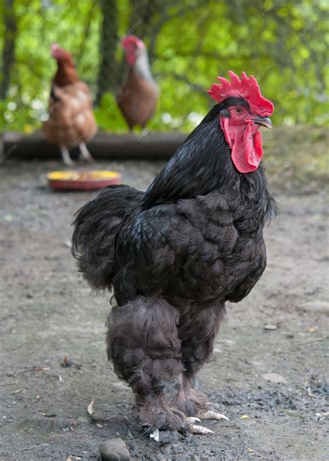 Premium Photo | Black cock