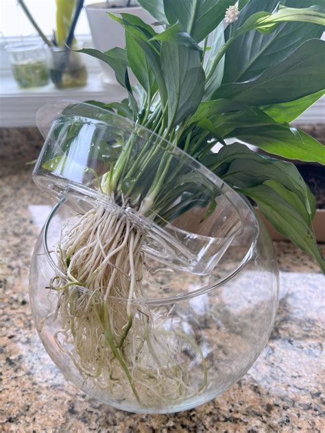 How to Transition a Peace Lily from Soil to Water Only - JayDeeMahs.com