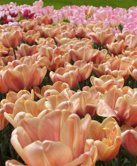 Online Spring Bulb Sale | Museum of the Shenandoah Valley