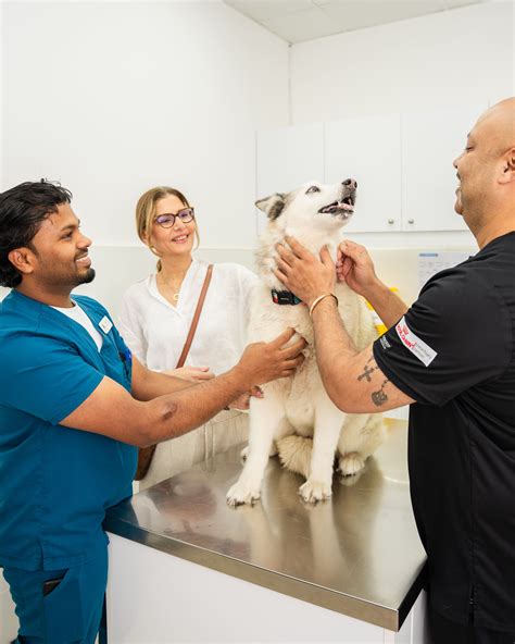 Do Dogs Have Appendicitis? Vet-Verified Answers