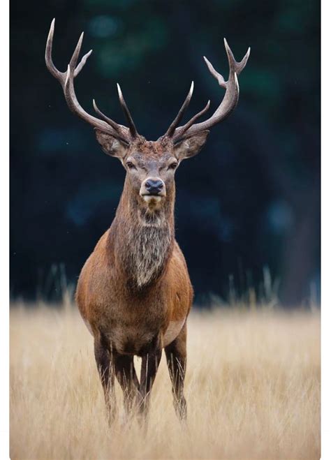 Majestic European Red Stag - Fourth-Largest Deer Species