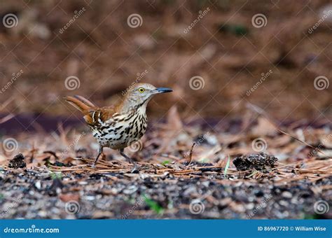 Brown Thrasher Bird, Athens, Georgia Stock Photo - Image of eating ...