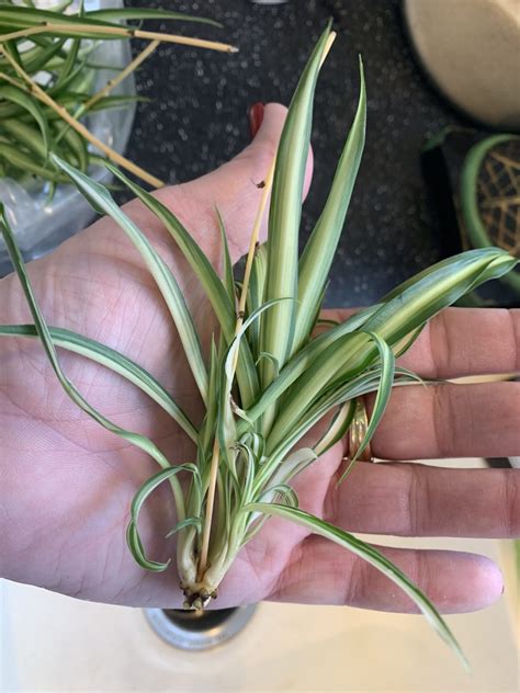 Grow Spider Plants Indoors - Planters Place