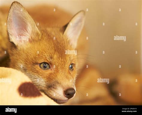 Red fox, red foxes, fox, foxes, canines, predators, mammals, animals, European Red Fox (Vulpes ...