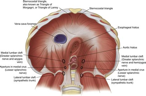 Anatomy of the Normal Diaphragm - Thoracic Surgery Clinics