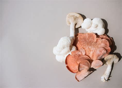 Do Mushrooms Have Protein? + 5 Health Benefits That Might Surprise You ...