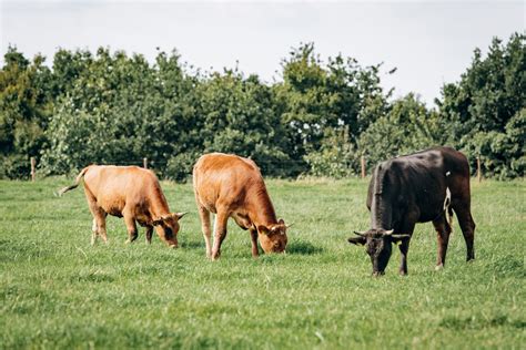 What is Rotational Grazing? - Why it's the healthy choice - Farmer Proud