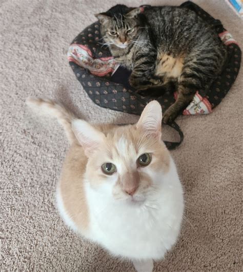 Paws 4 A Cure is an all-volunteer 501(c)(3) nonprofit organization that ...