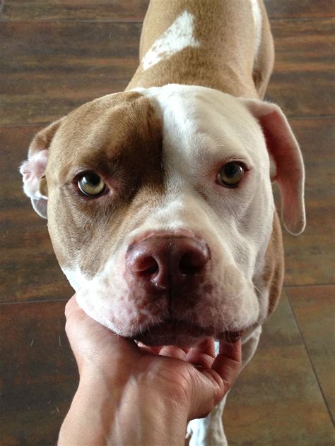 Pitbull Bulldog Mix Puppy - dopi