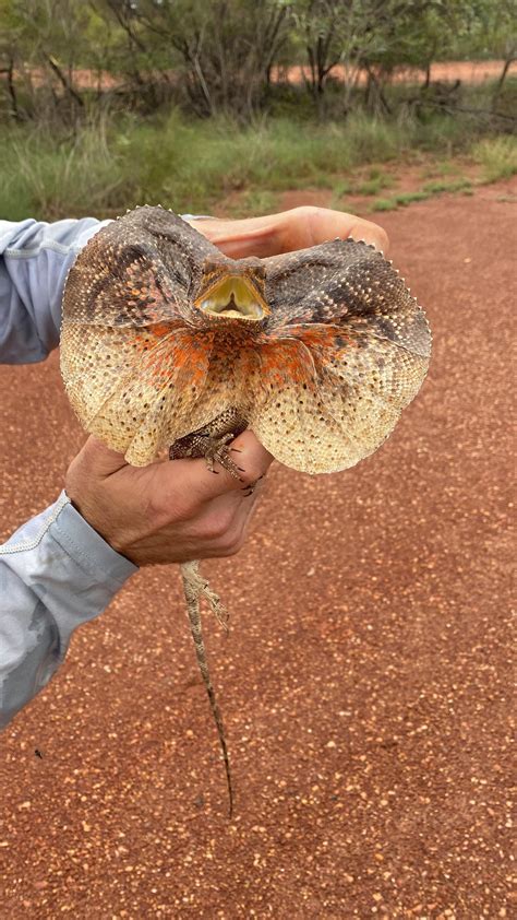Are venomous snakes immune to their own venom? : r/herpetology