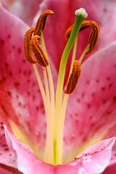 Lily Att Nude Photos, Download The BEST Free Lily Att Nude Stock Photos & HD Images