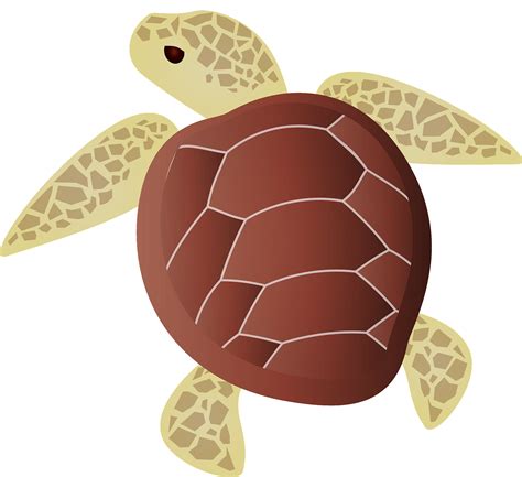 Free Sea Turtle, Download Free Sea Turtle png images, Free ClipArts on ...