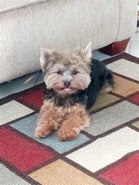 The Micah Fund at UVHS helps animals to heal.