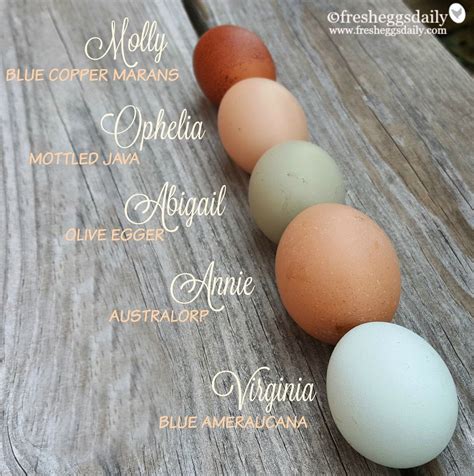 Egg Color Chart