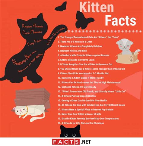 Top 20 Kitten Facts - Birth, Behavior, Development & More - Facts.net