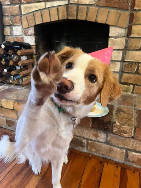 Happy Dancing Doggo : r/aww