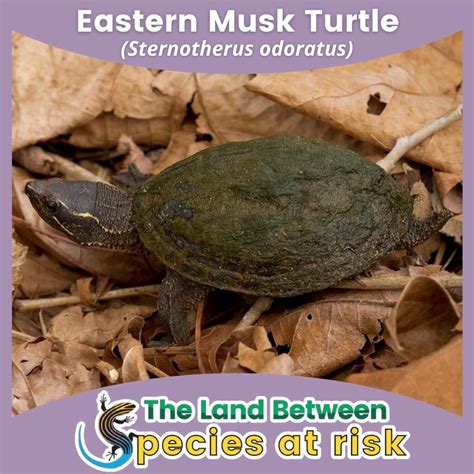 What Plants Are Safe For Musk Turtles at Alyssa Reeks blog