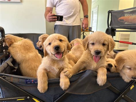 Goldens by Beacham | Family Raised AKC Golden Retriever puppies in ...
